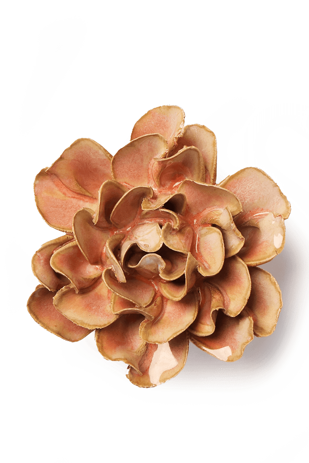 Rose Pink Hawthorn - Chive UK