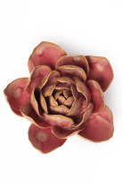 Rose Quartz Pink Narcissus - Chive UK