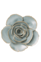 Milk Teal Elegance Ranunculus - Chive UK