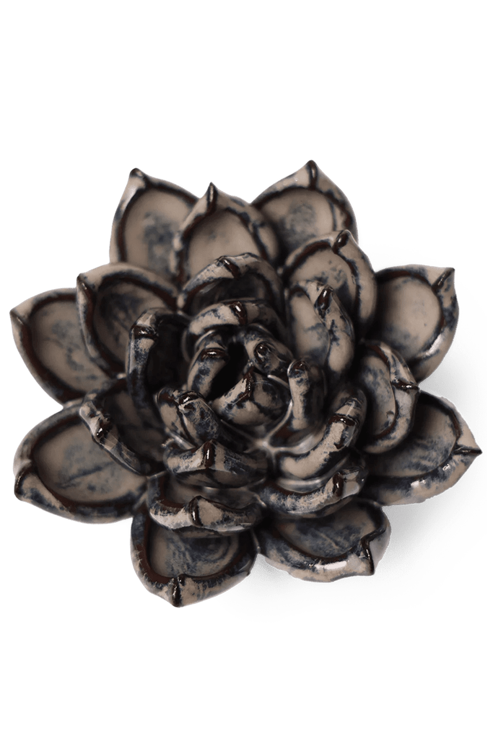 Latte Lola Echeveria - Chive UK