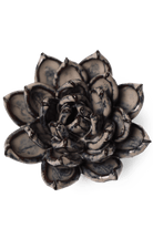 Latte Lola Echeveria - Chive UK
