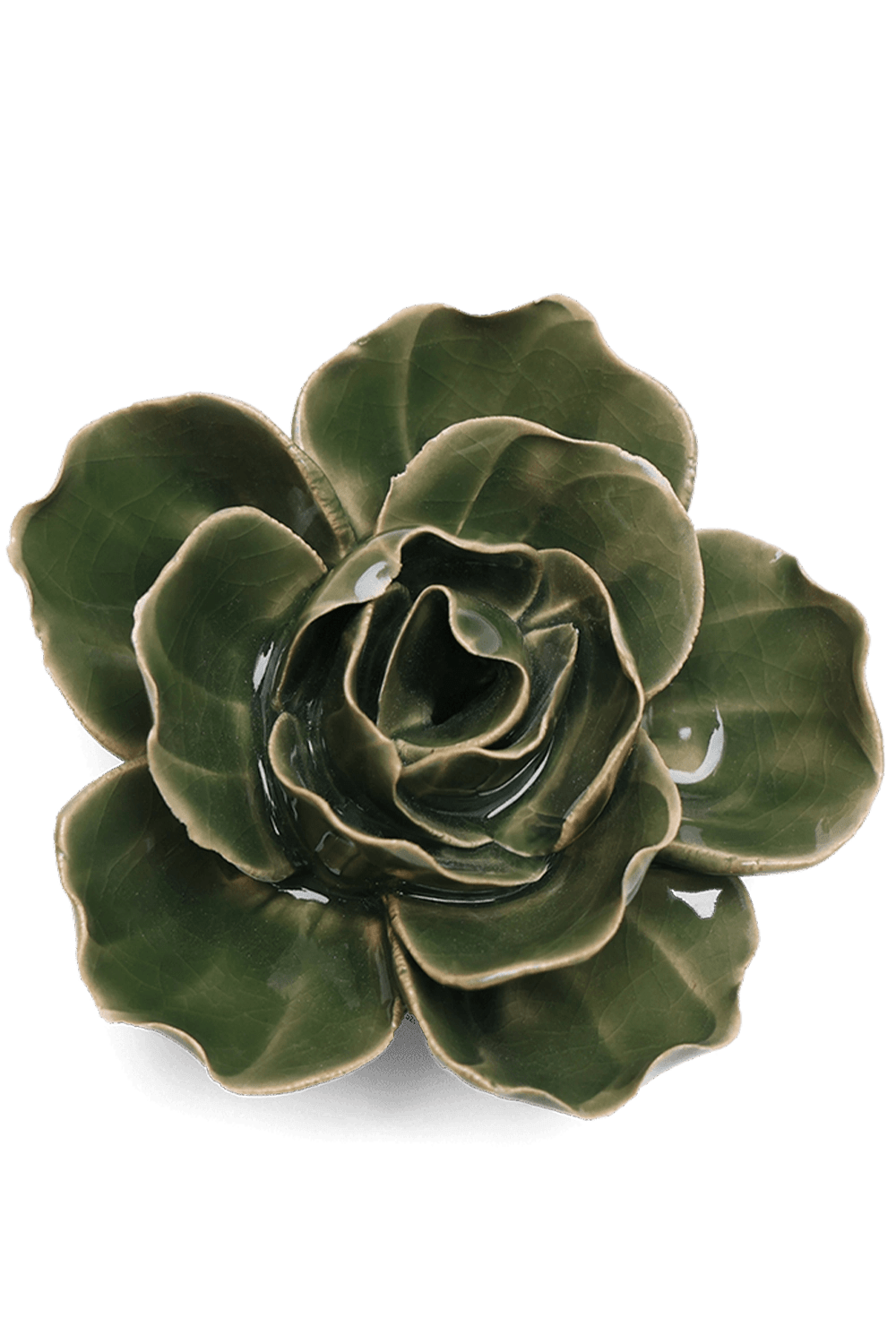 Fir Green Butterfly Ranunculus - Chive UK