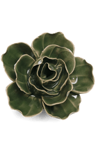 Fir Green Butterfly Ranunculus - Chive UK