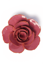 Blush Pink Elegance Ranunculus - Chive UK