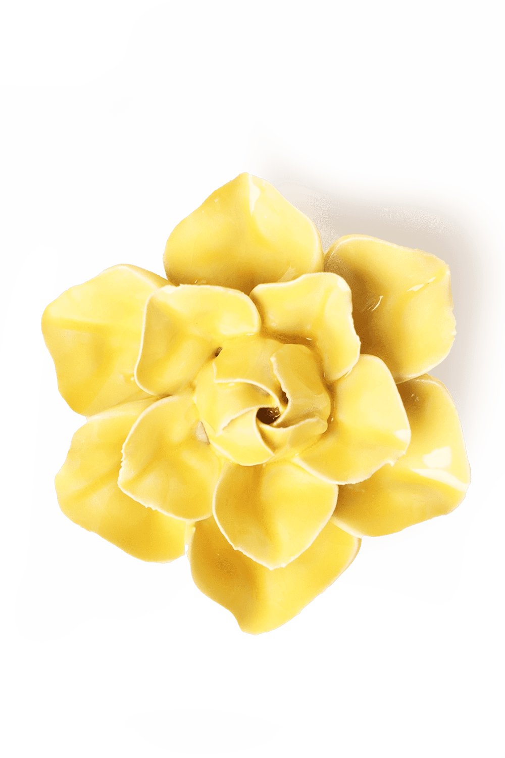 March Birth Flower - Daffodil - Chive UK
