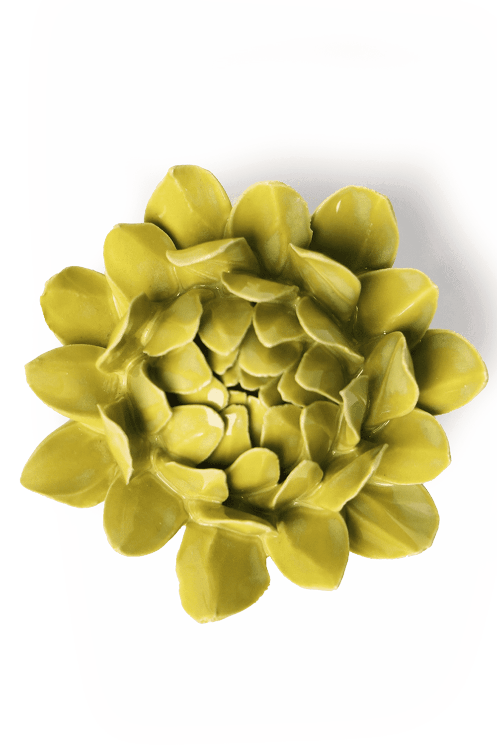 Chartreuse Sugarbush Protea - Chive UK