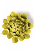Chartreuse Sugarbush Protea - Chive UK