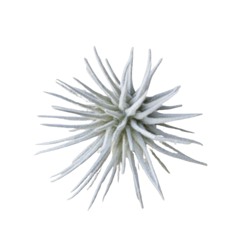 Air Plant Fake Lifelike Realistic Unkillable! - Chive UK