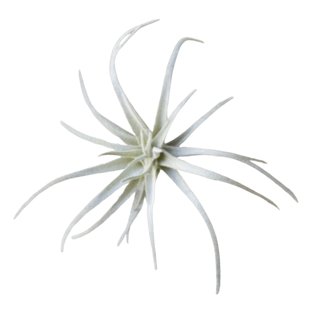 Air Plant Fake Lifelike Realistic Unkillable! - Chive UK