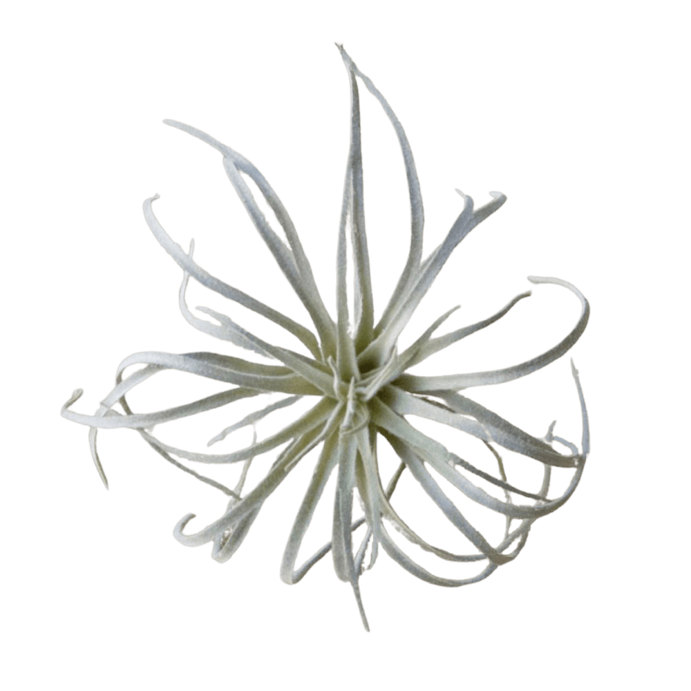 Air Plant Fake Lifelike Realistic Unkillable! - Chive UK