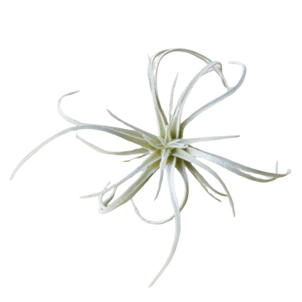 Air Plant Fake Lifelike Realistic Unkillable! - Chive UK