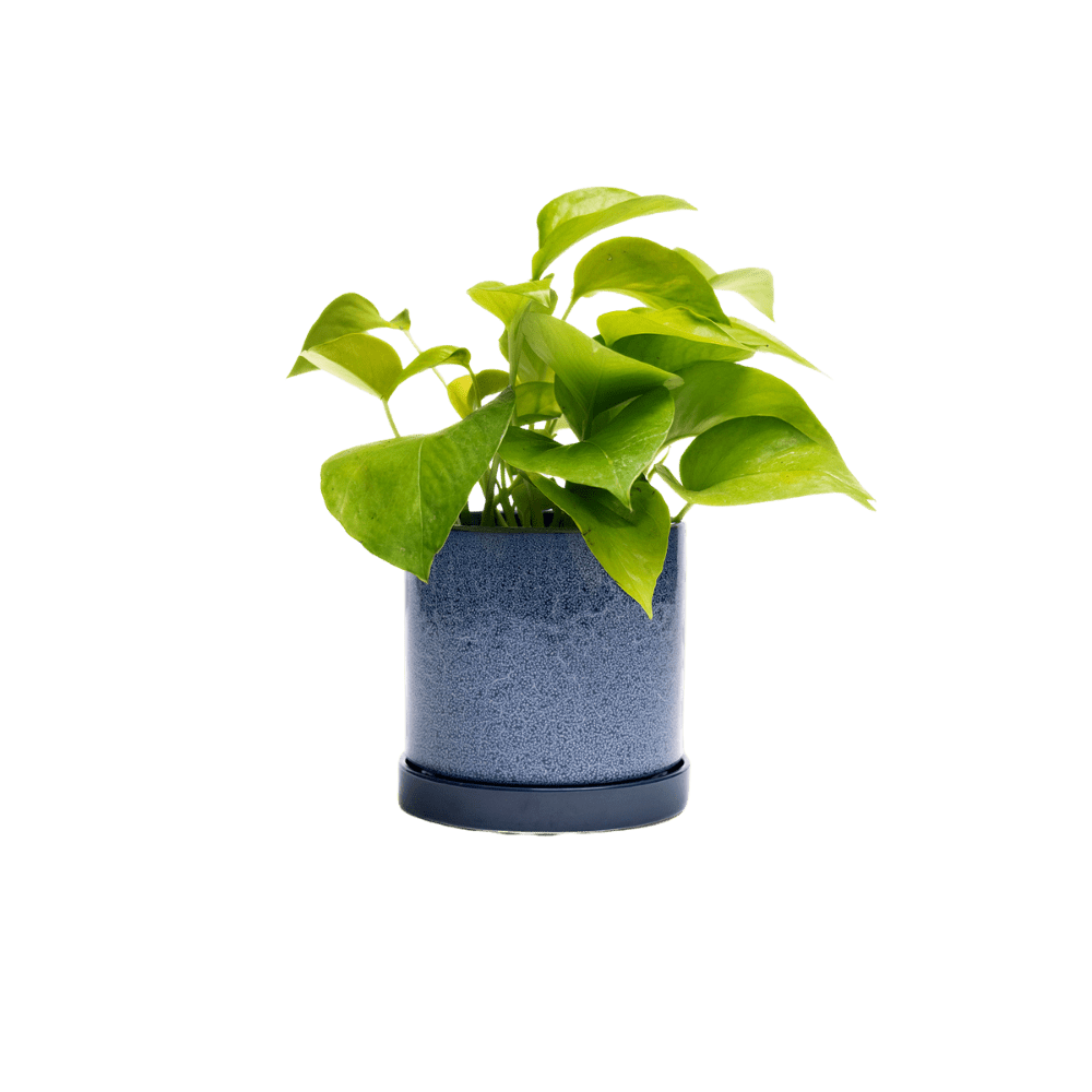 Minute Ceramic Pot And Saucer Set With Drainage - Chive UK