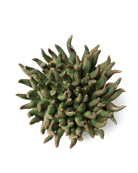 Ceramic Flower Mondo Green 4 - Chive UK