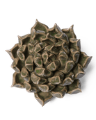 Ceramic Flower Succulent Green 6 - Chive UK