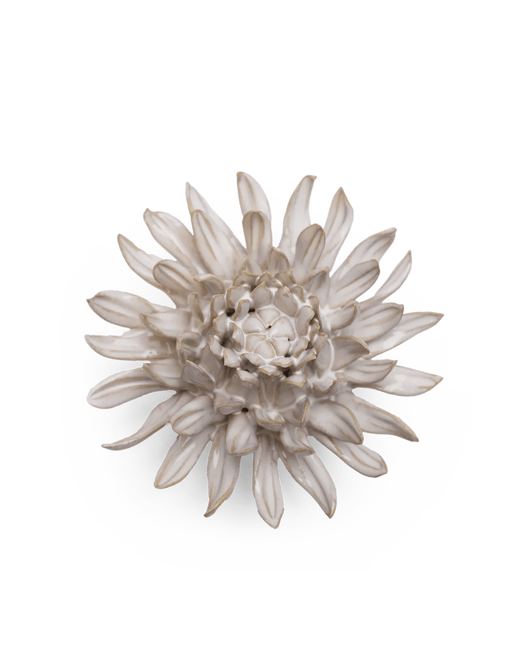 Ivory Spider Mum - Chive UK