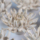 Ceramic Flower Coastal Curated Collection #5 - Chive UK