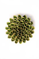 Avocado Green Unicorn Zinnia - Chive UK