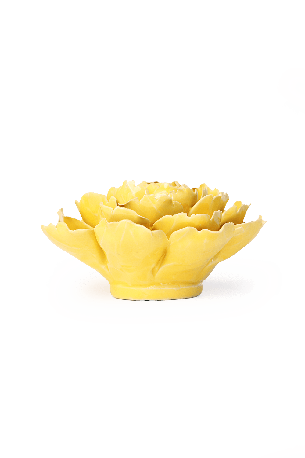 Buttercup Yellow Gay Paree Peony - Chive UK