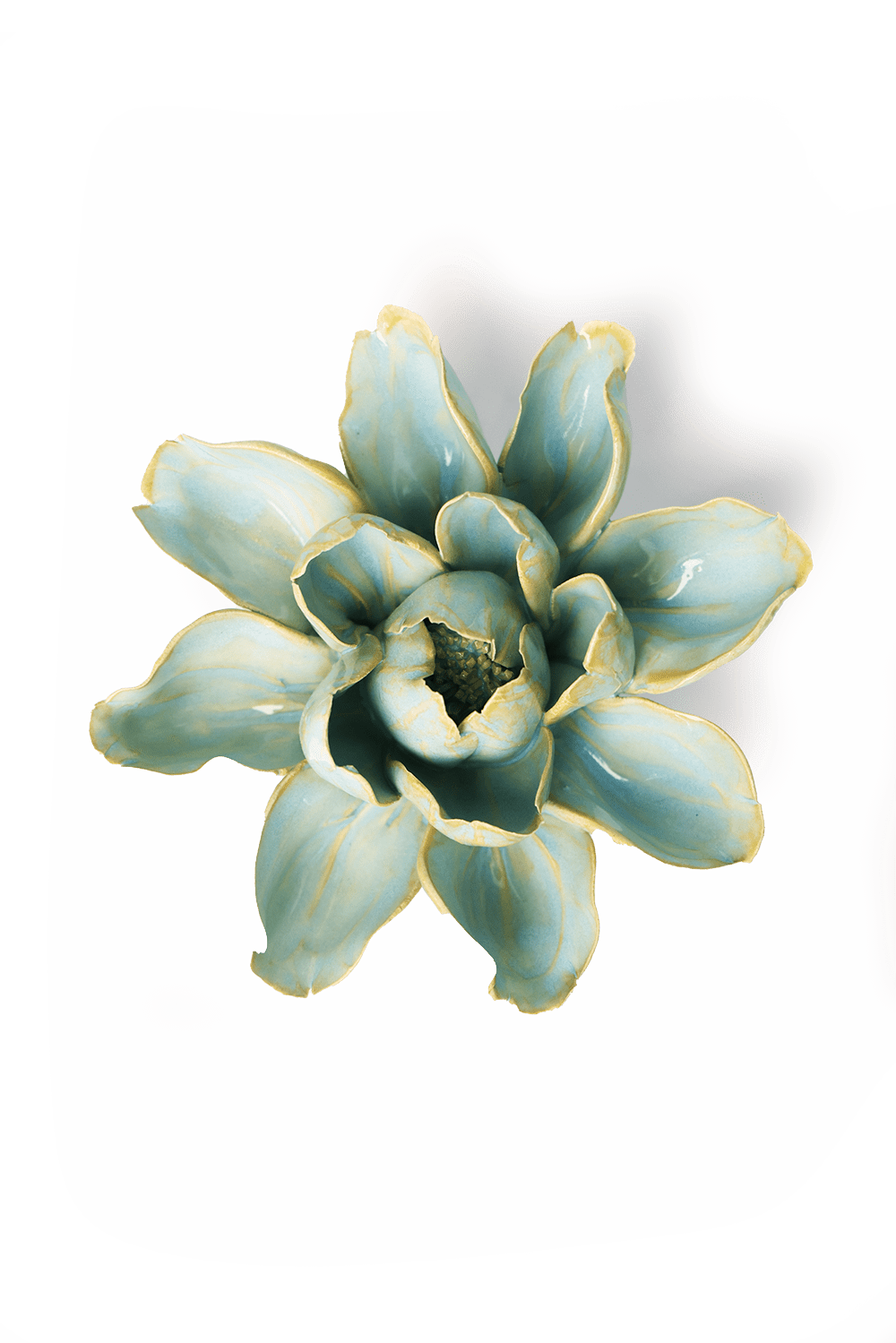 Robin's Egg Blue Aurora Water Lily - Chive UK