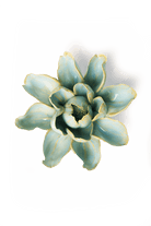 Robin's Egg Blue Aurora Water Lily - Chive UK