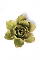 Peridot Stargazer Lily - Chive UK