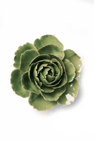 Jade Green English Rose - Chive UK