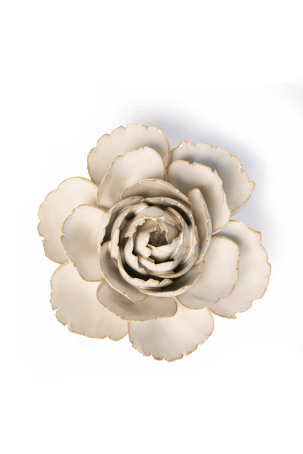 Ivory English Rose - Chive UK