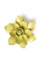 Chartreuse Columbine - Chive UK