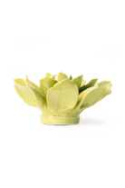 Chartreuse Columbine - Chive UK