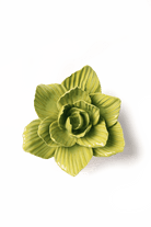 Chartreuse Gladiolus - Chive UK