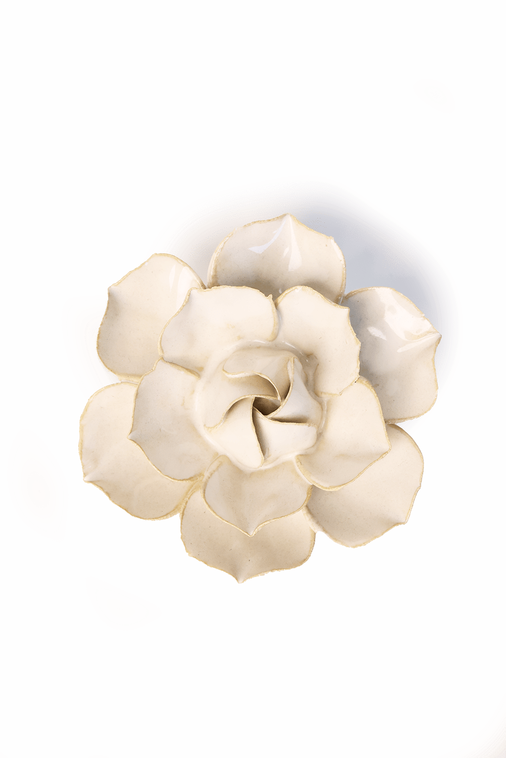 Ivory Daffodil - Chive UK