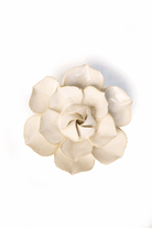 Ivory Daffodil - Chive UK