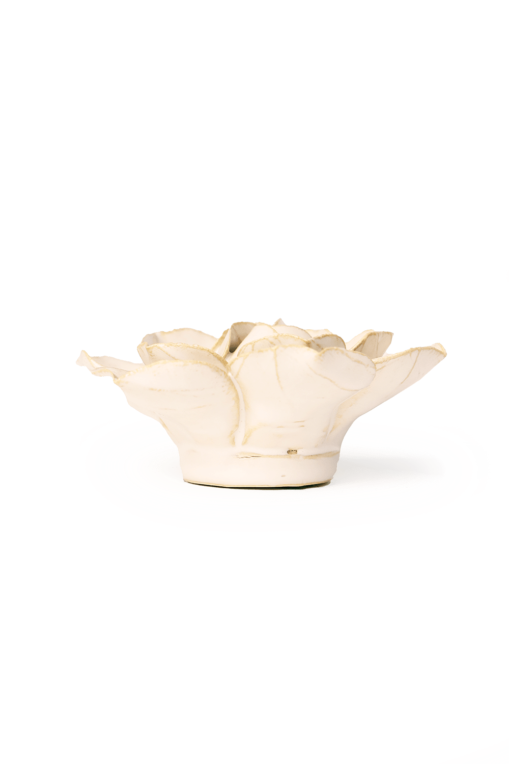 Ivory Daffodil - Chive UK