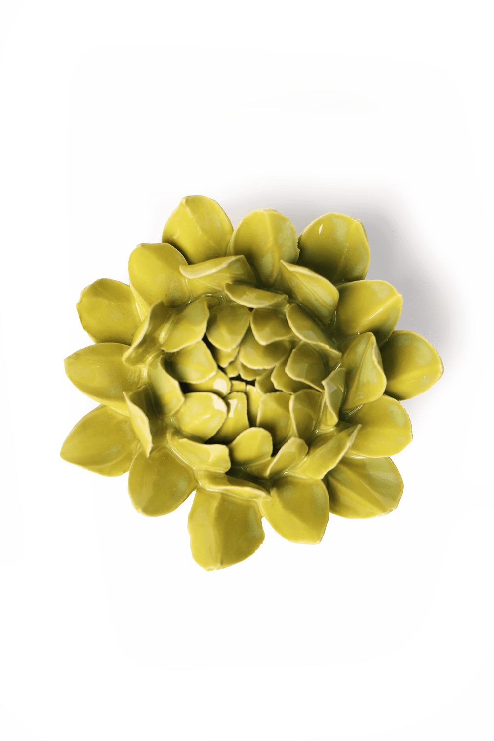 English Garden Chartreuse Sugarbush Protea - Chive UK