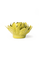 English Garden Chartreuse Sugarbush Protea - Chive UK
