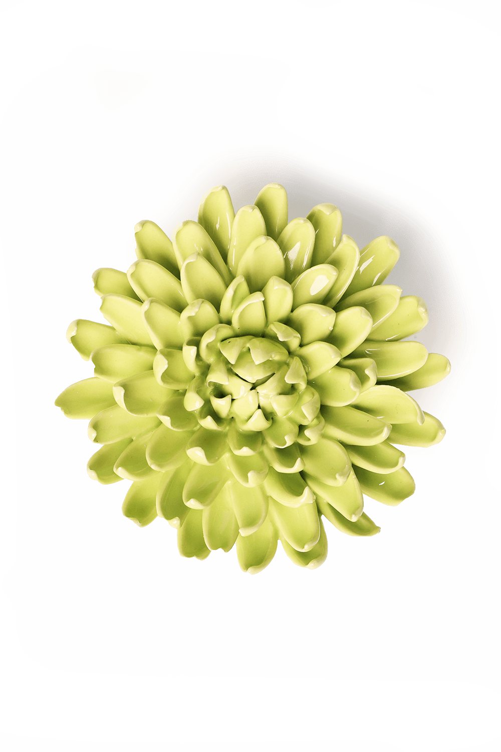 English Garden Yellow Green Pompom Mum - Chive UK
