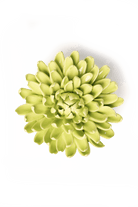 English Garden Yellow Green Pompom Mum - Chive UK