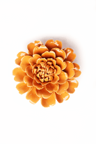 English Garden Orange Fiesta Marigold - Chive UK