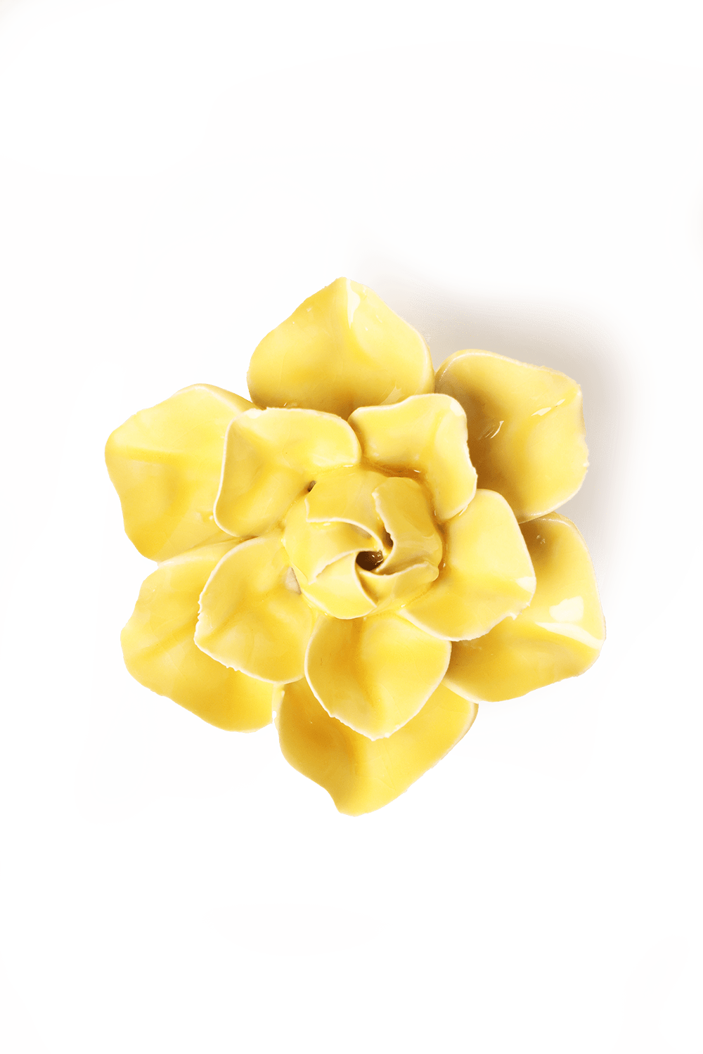 English Garden Buttercup Yellow Daffodil - Chive UK