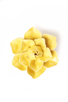 English Garden Buttercup Yellow Daffodil - Chive UK
