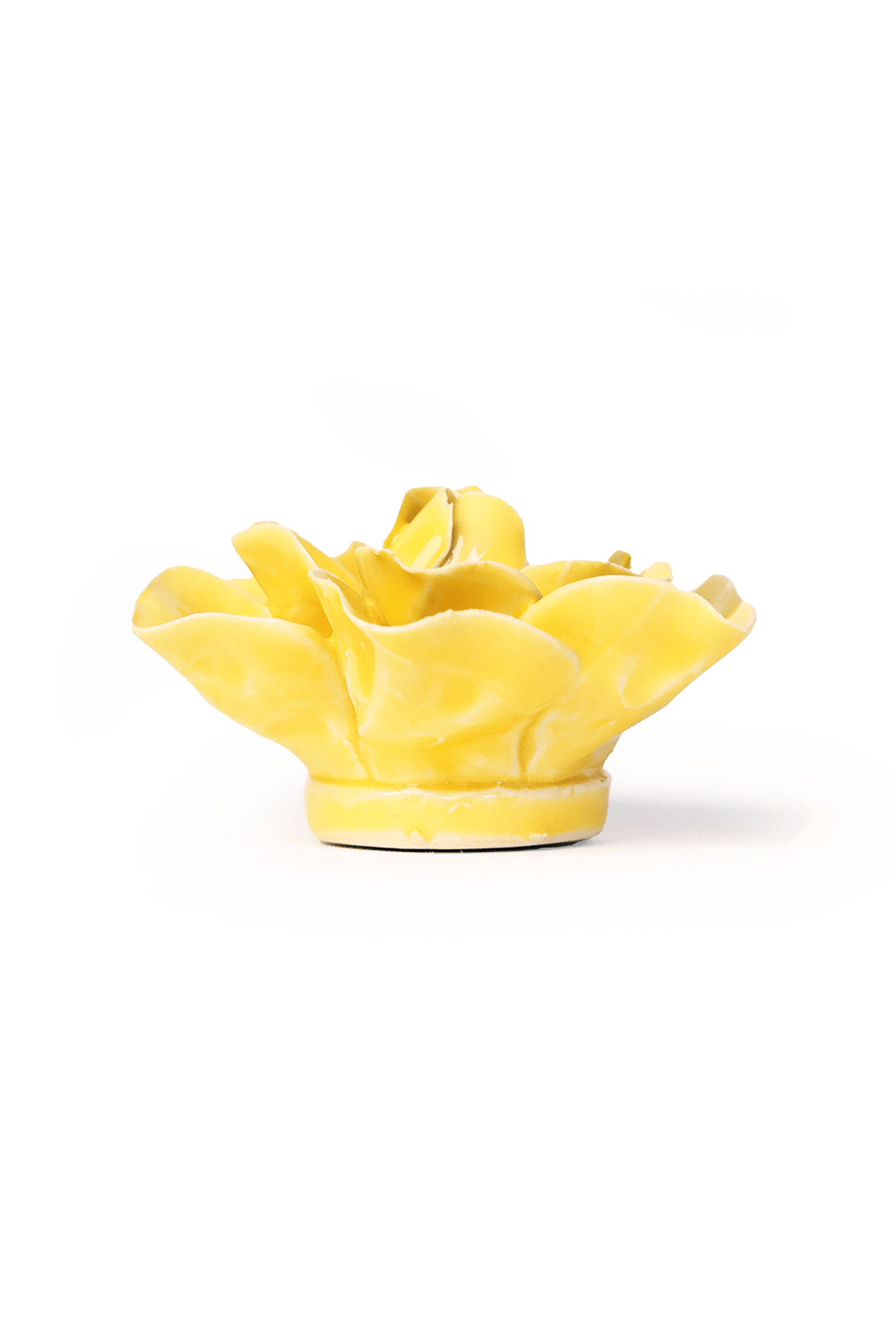 English Garden Buttercup Yellow Daffodil - Chive UK