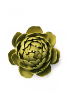 English Garden Chartreuse Queen Protea - Chive UK