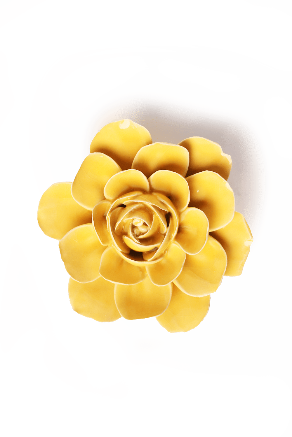 English Garden Burnt Yellow Begonia - Chive UK