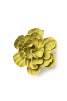 English Garden Chartreuse Primrose - Chive UK
