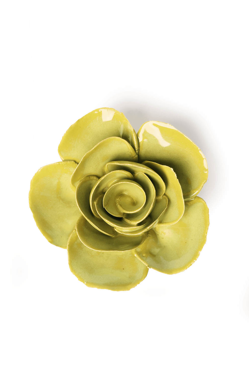 English Garden Chartreuse Elegance Ranunculus - Chive UK