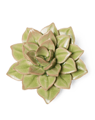 English Garden Ceramic Flower Green Medium Succulent - Chive UK