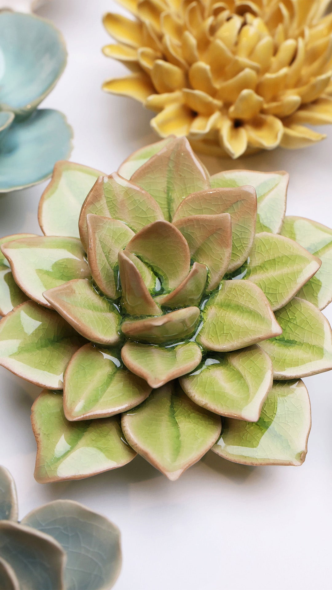Peridot Green Fairy Echeveria - Chive UK