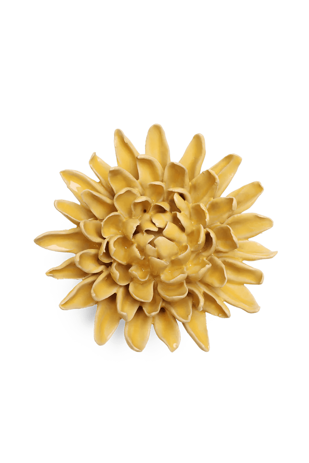 Buttercup Yellow Chrysanthemum - Chive UK