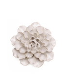 Ivory European Water Lily - Chive UK