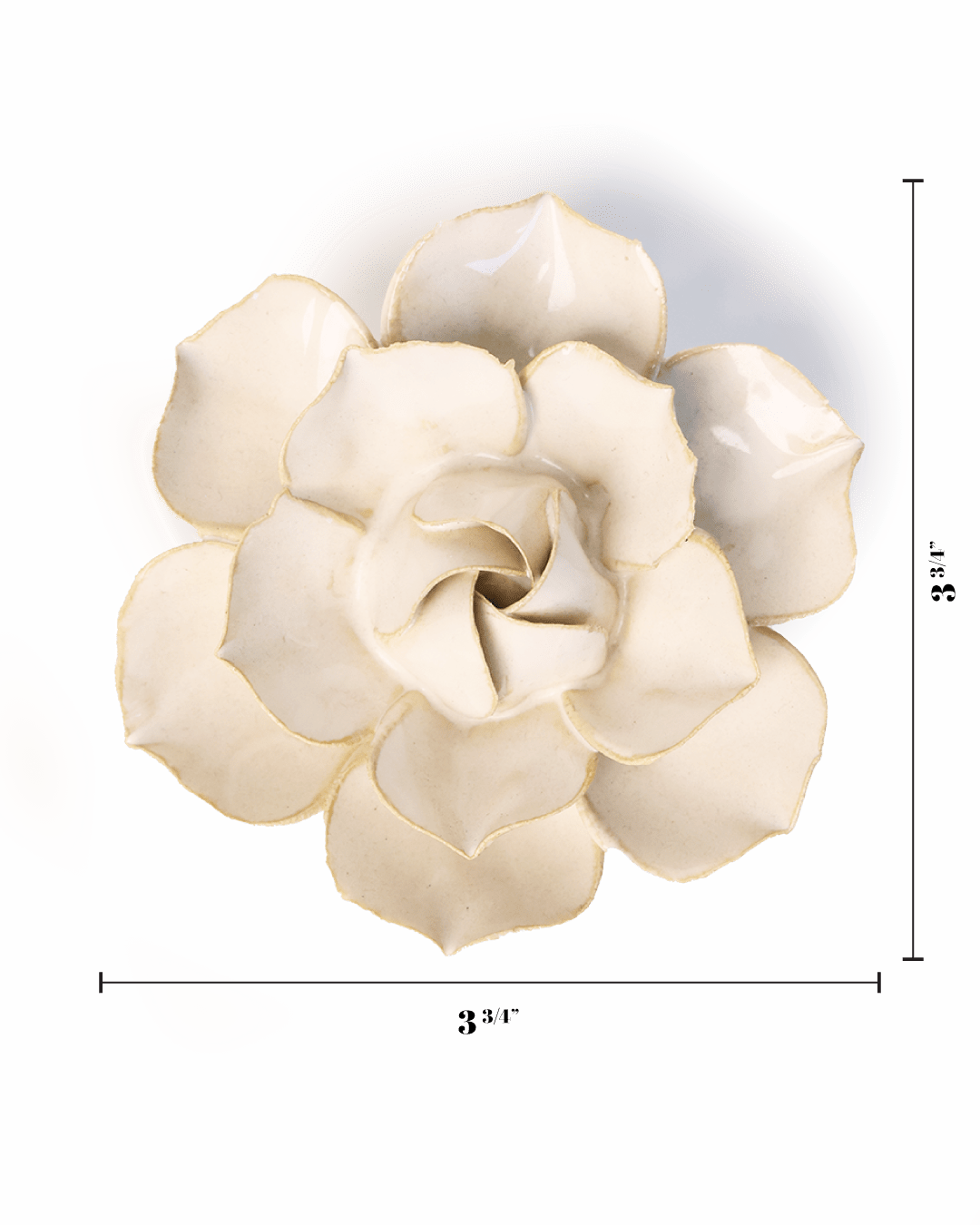 Ivory Daffodil - Chive UK